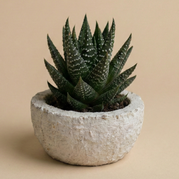 promosyon ocak 2026 (7)